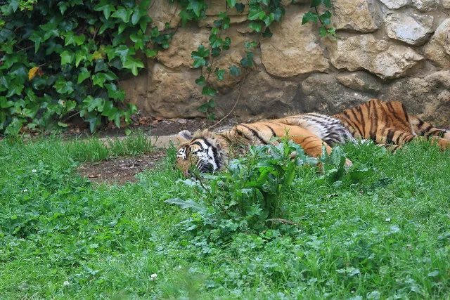 Zoo de Santillana