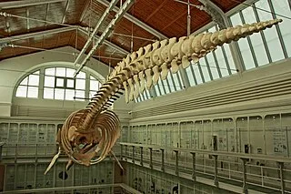 Zoological Museum of Kiel University