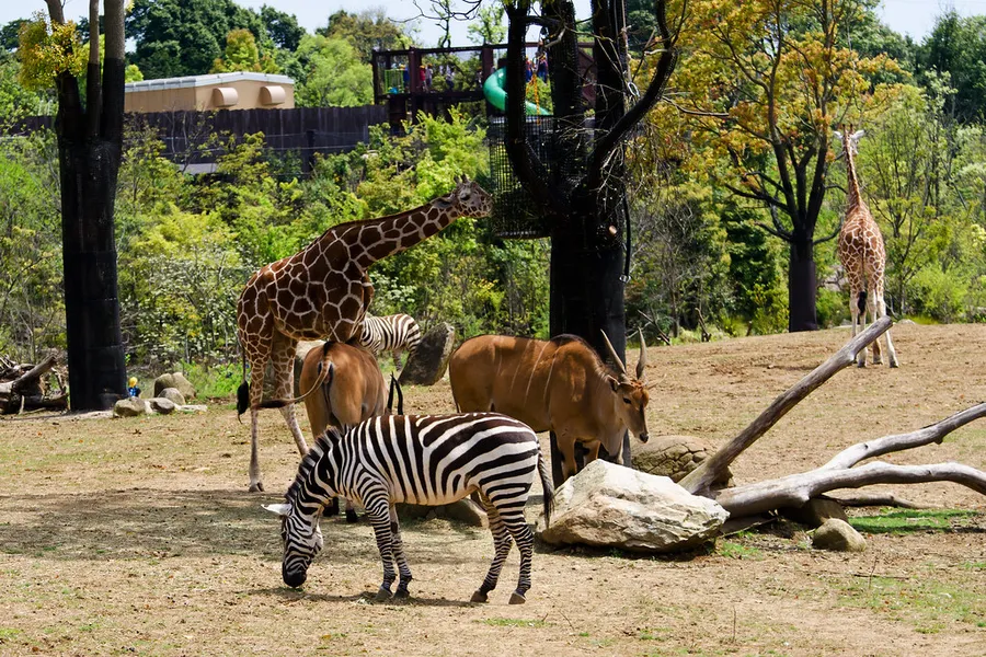 Zoorasia Yokohama Zoological Gardens